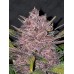Blackberry Auto - FastBuds